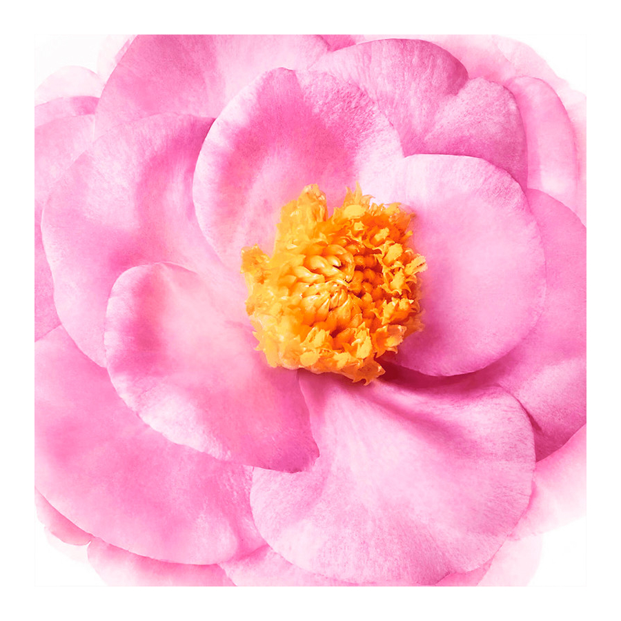 Champú Brillo Sublime Hair Prodigieux Champú Brillo Sublime Hair Prodigieux